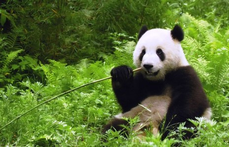 Habitatul urşilor Panda din China atins de devastatorul cutremur