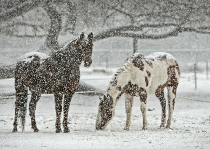 Ninge! de Otilia Cazimir