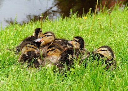 Duck, bobocul de raţă