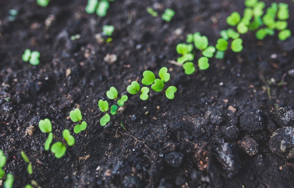 Experiment: Germinarea semințelor și creșterea plantelor